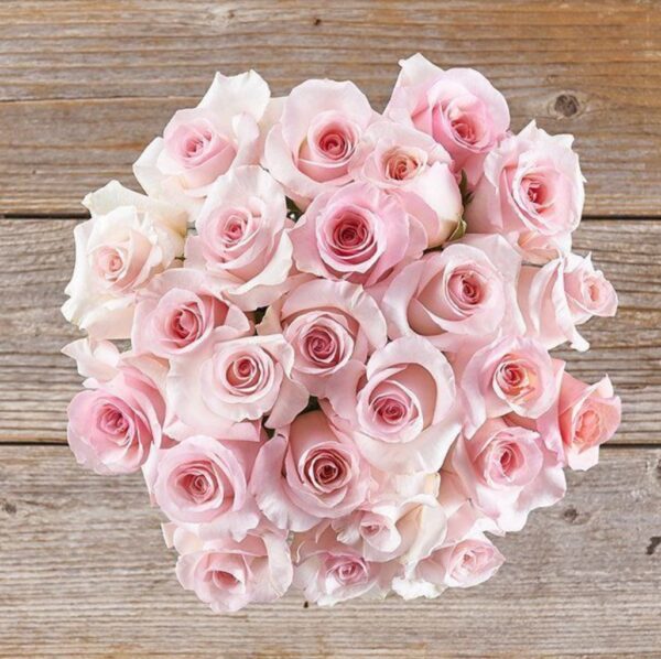 Rose - The Angels - Heavenly Bunch of light pink roses.